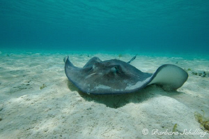 Stingray foraging in a very shallow lagoon by Barbara Schilling 